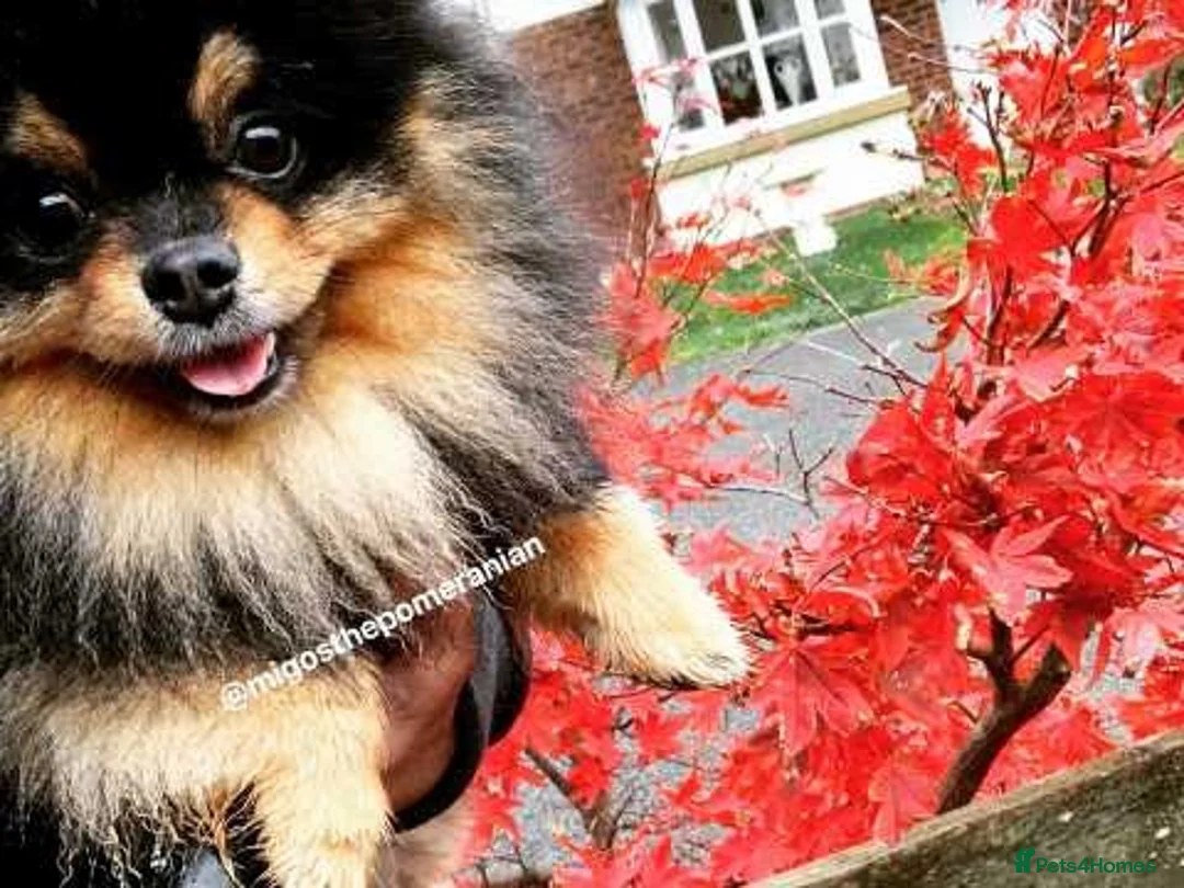 Pomeranian dogs for stud: Well Proven Stunning Black and Tan Pomeranian Stud in Ebbw Vale - Advert 14