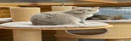 British Shorthair cats for sale: British shorthair  - Advert 5