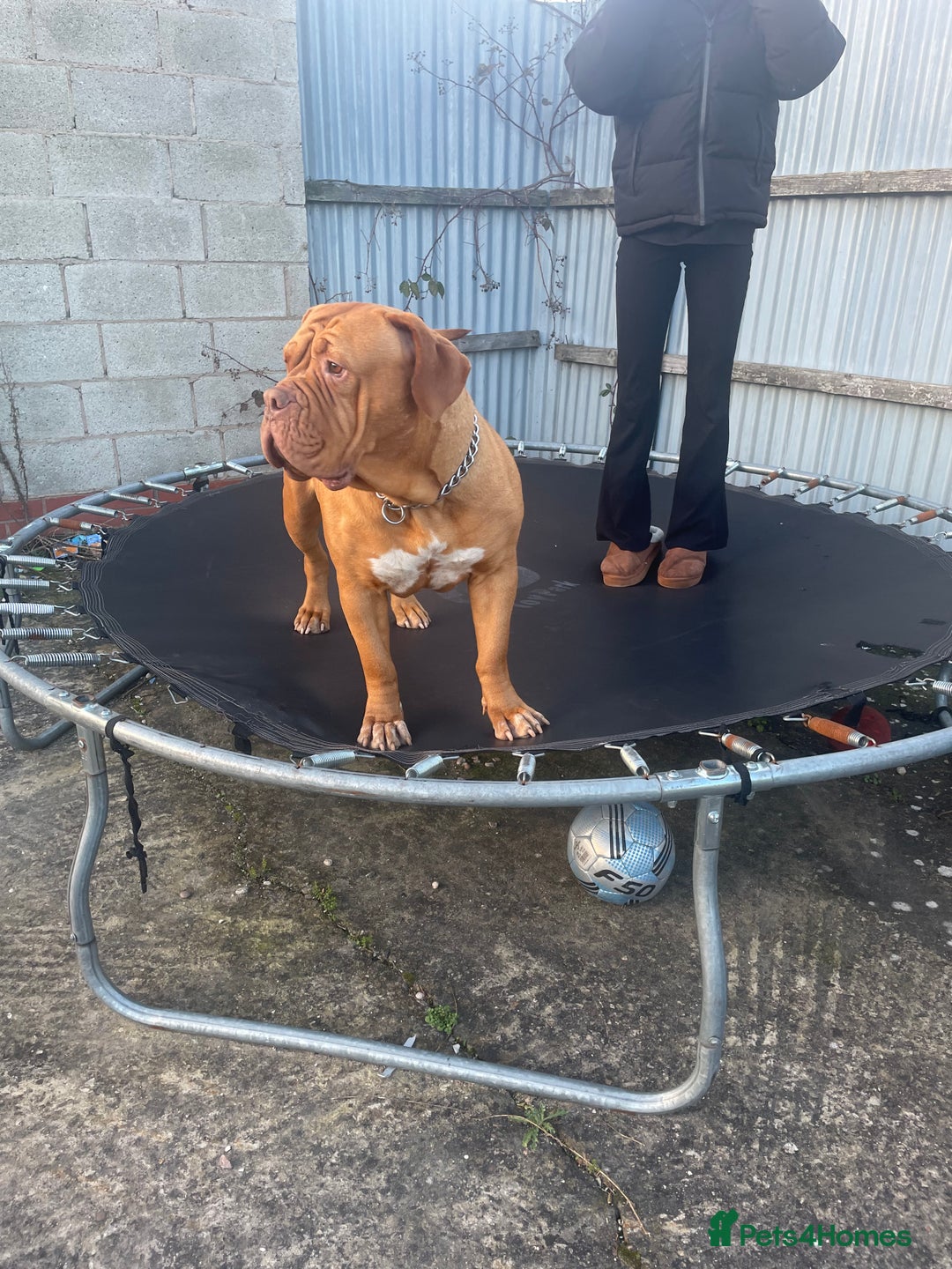 Dogue De Bordeaux dogs for sale: 4 year old Dogue du Bordeaux (French Mastiff)  - Advert 6