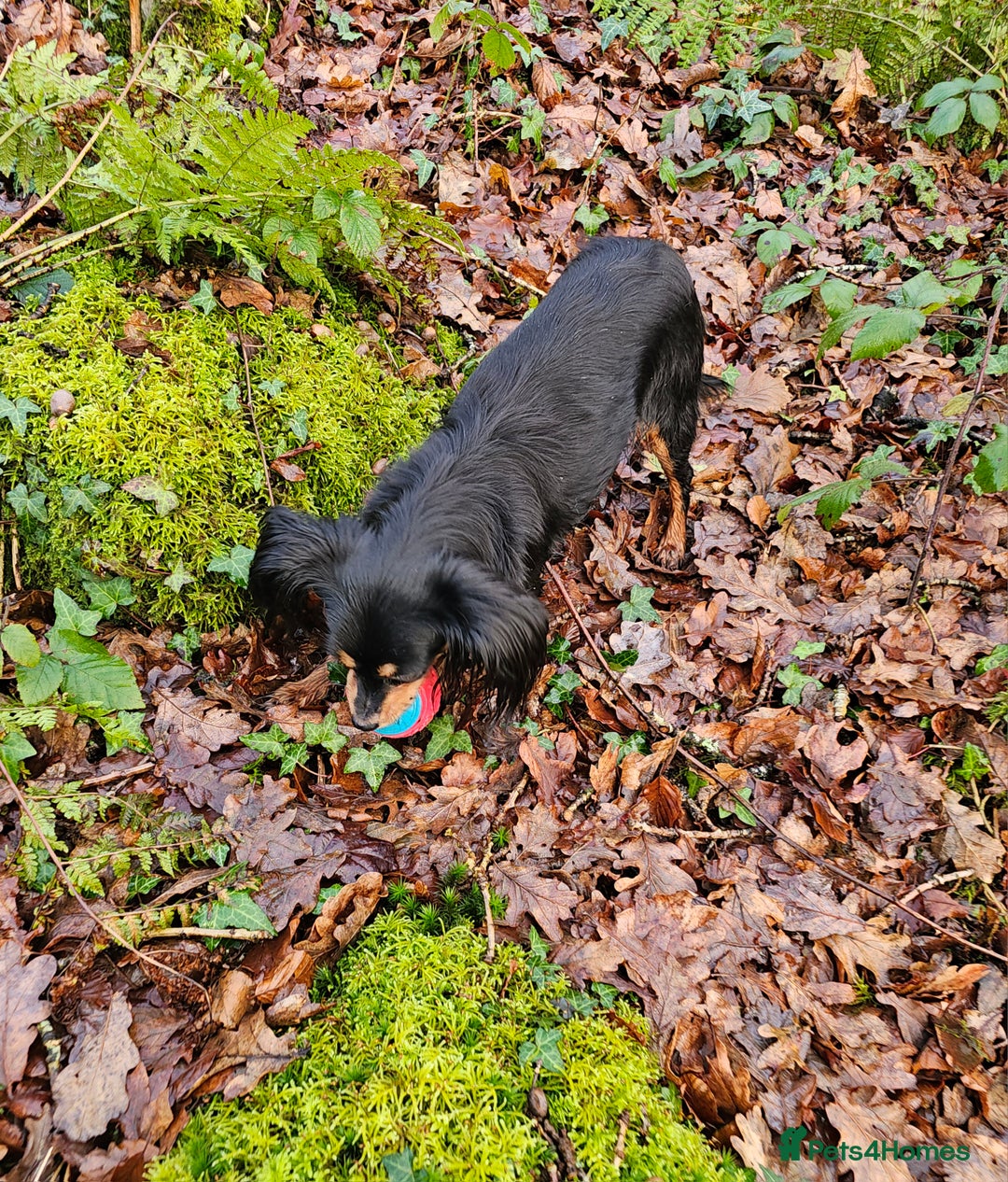 Russian Toy Terrier dogs for sale: Russian toy puppies  - Advert 6