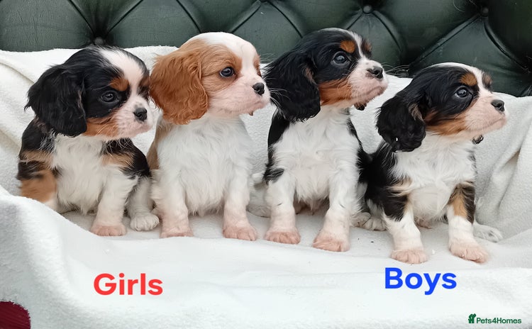 Cavalier King Charles Spaniel dogs - Advert 2