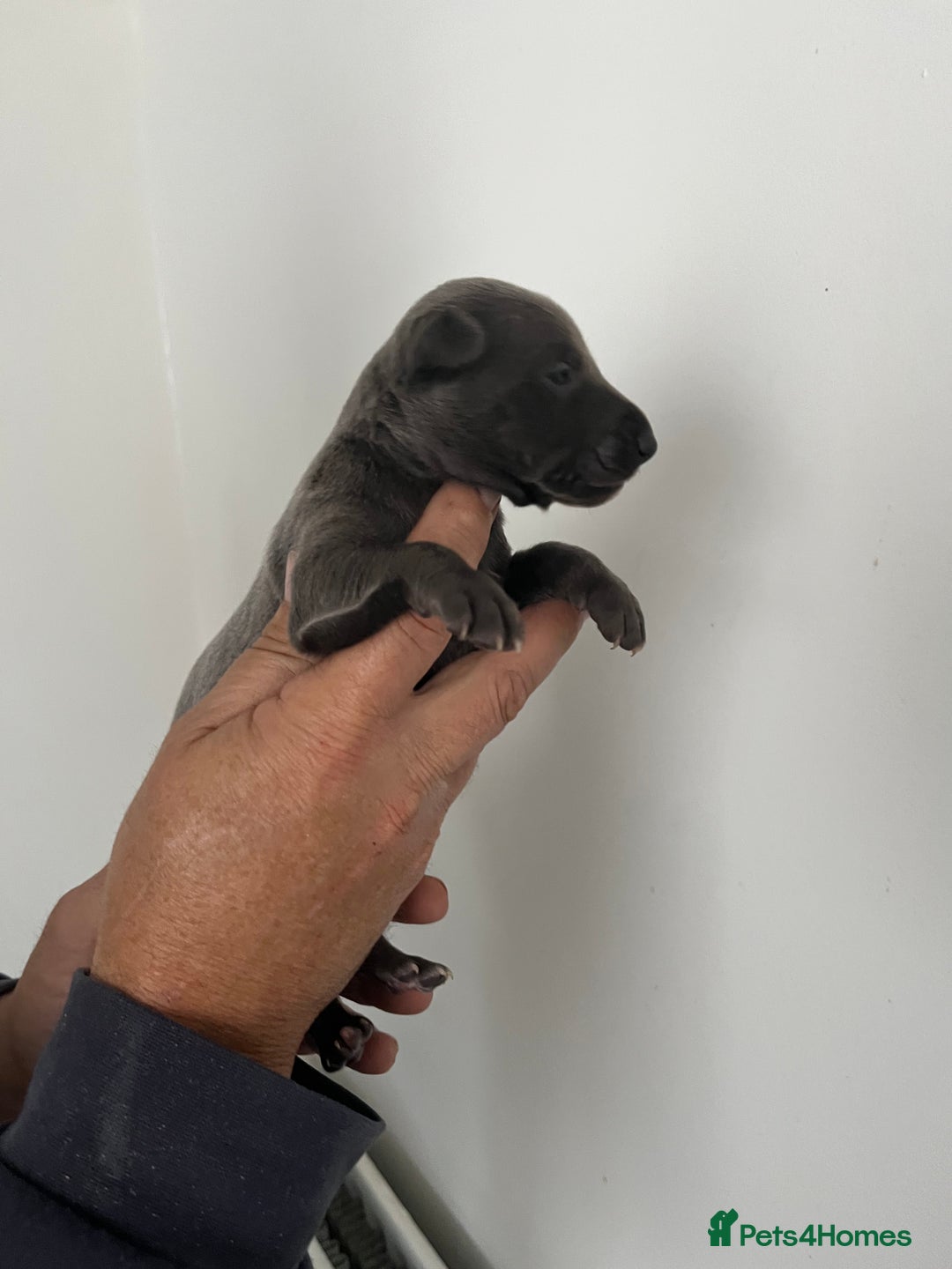 Whippet dogs for sale: KC registered Whippet pups - Image 16