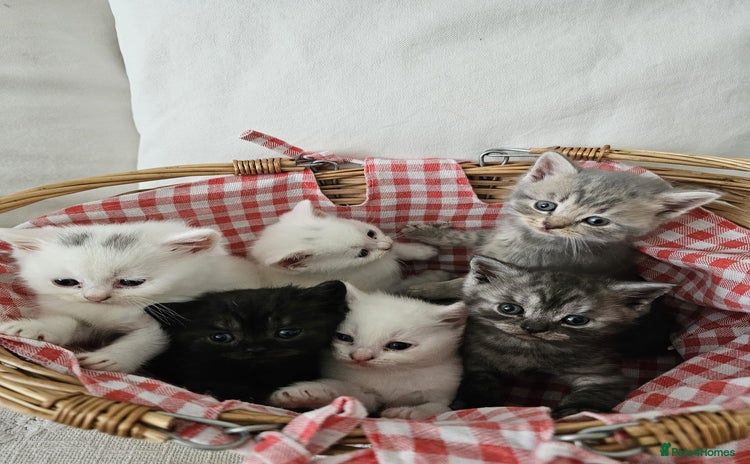 British Shorthair cats - Advert 5