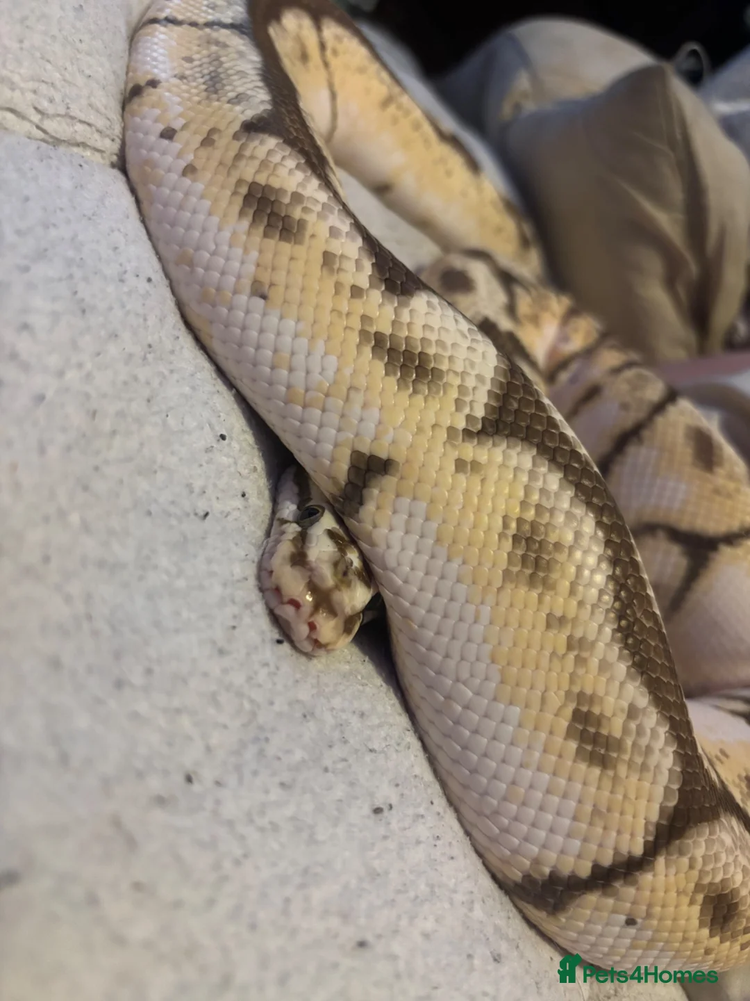 Mixed Breed reptiles for sale: Spider bumblebee ball python  in Wolverhampton - Advert 2