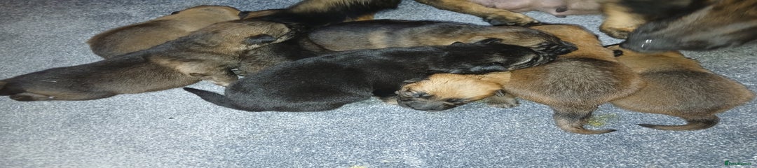 German Shepherd Puppy 4