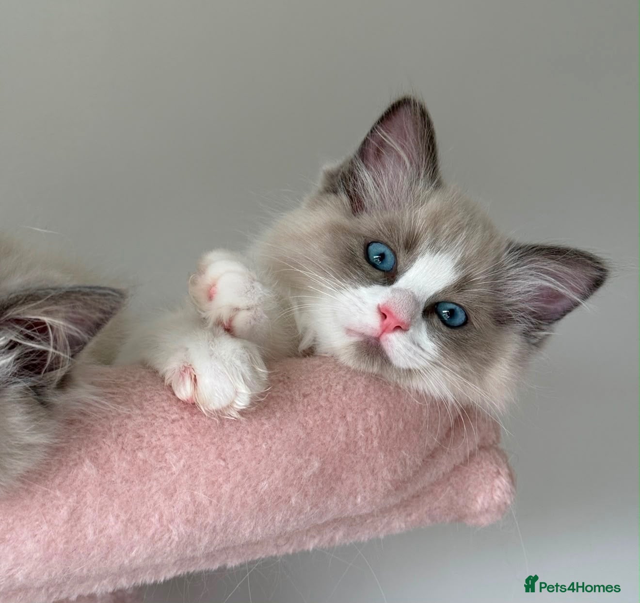 Ragdoll cats Purebred Ragdolls Ready To Leave  - Advert 1