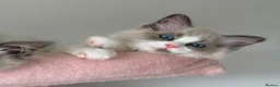 Ragdoll cats for sale: Purebred Ragdolls Ready To Leave  in Bradford - Advert 12