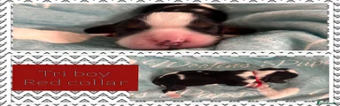 Tri boy (Red collar)