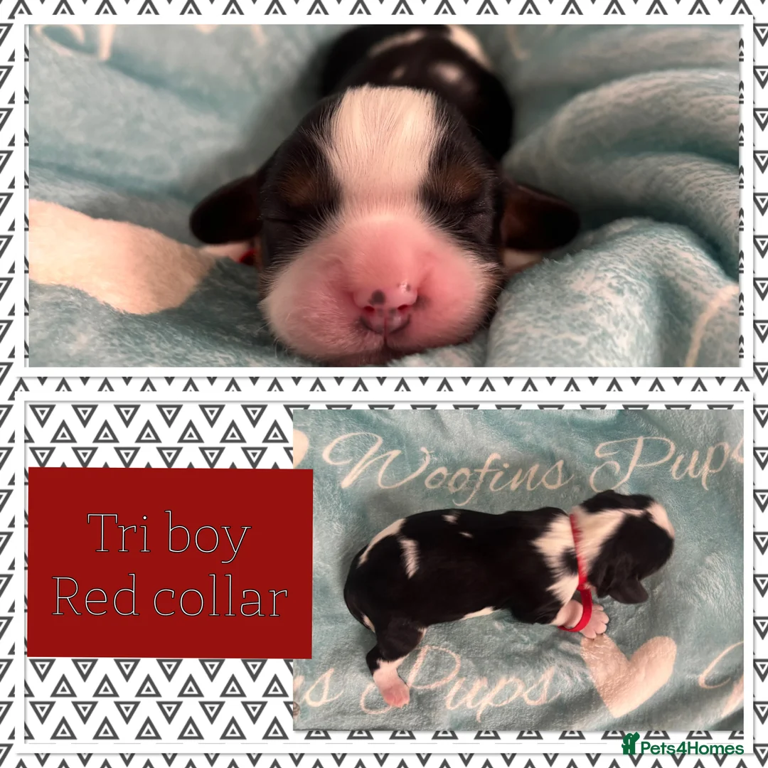 Cavalier King Charles Spaniel dogs for sale: KC reg Cavaliers's from Health tested parents - Advert 10