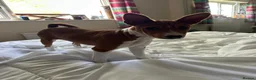 Basenji dogs for sale: 6 basenji puppies ONLY TWO LEFT 4 months old now  - Advert 5