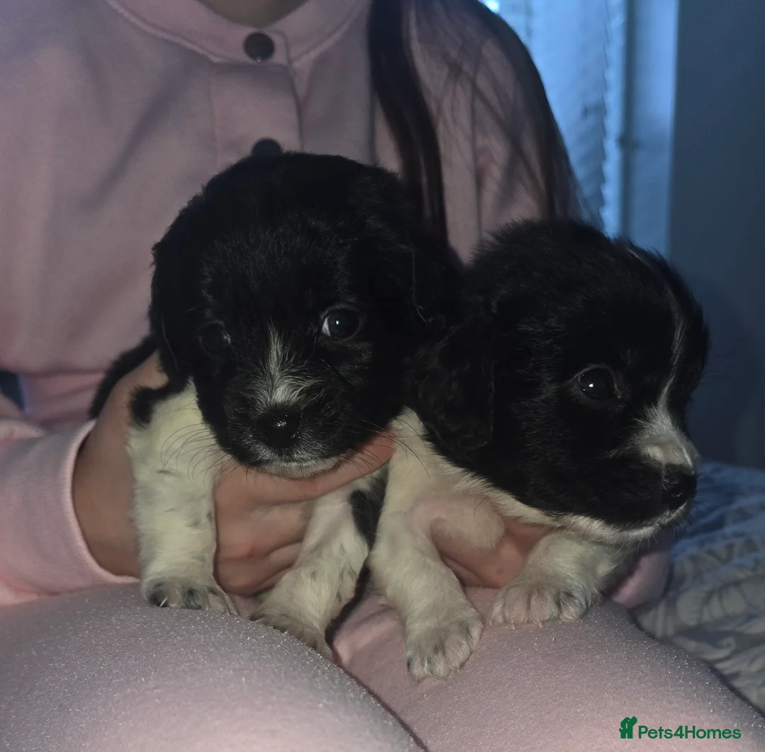 Maltipoo dogs for sale: Maltipoo puppies  - Advert 8