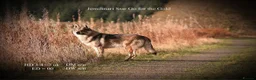 Saarloos Wolfdog dogs for sale: READY NOW Czechoslovakian wolfdog - Advert 13