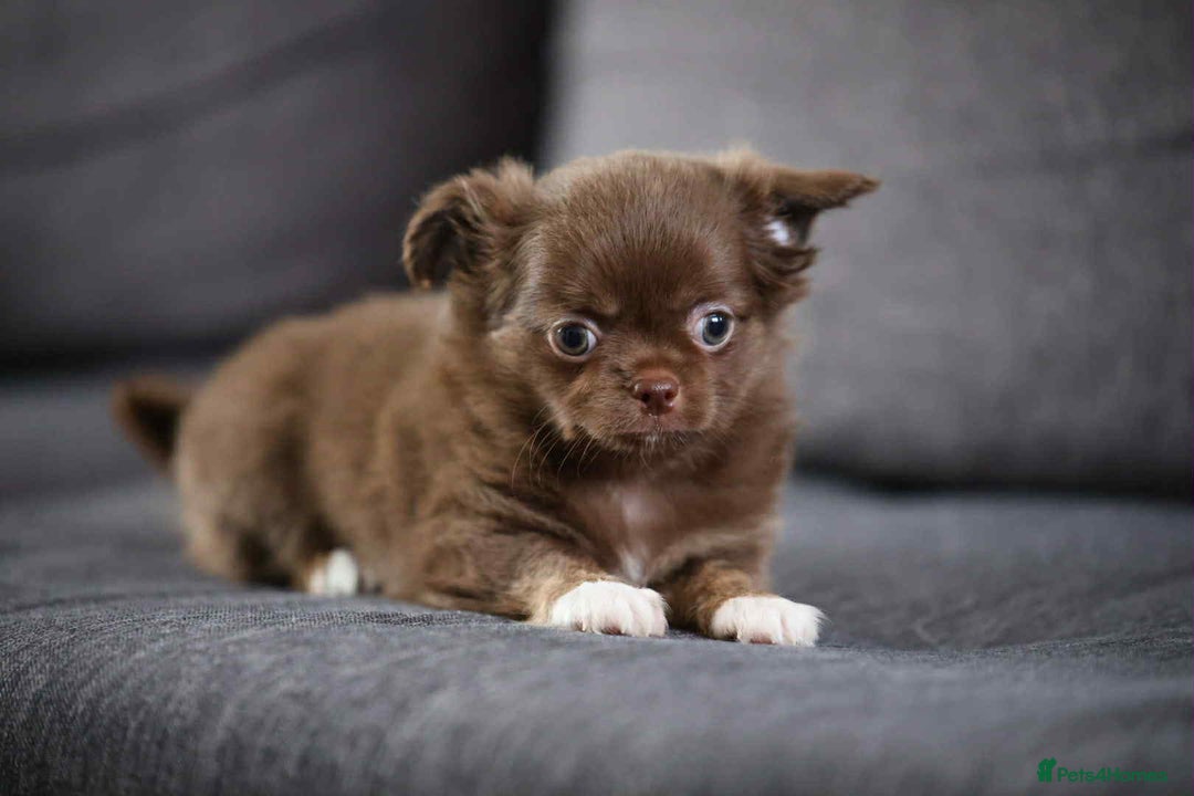 Chihuahua dogs for sale: Long haired chihuahua boy  - Image 3