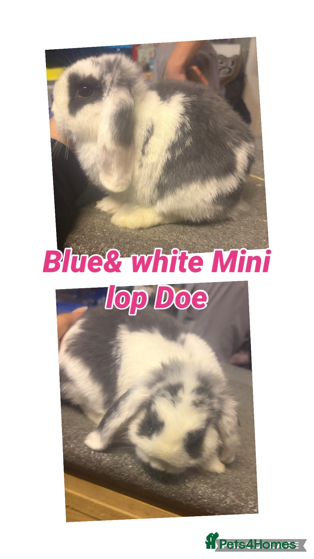 Mini Lop rabbits Blue & White Mini Lop Doe - Advert 2