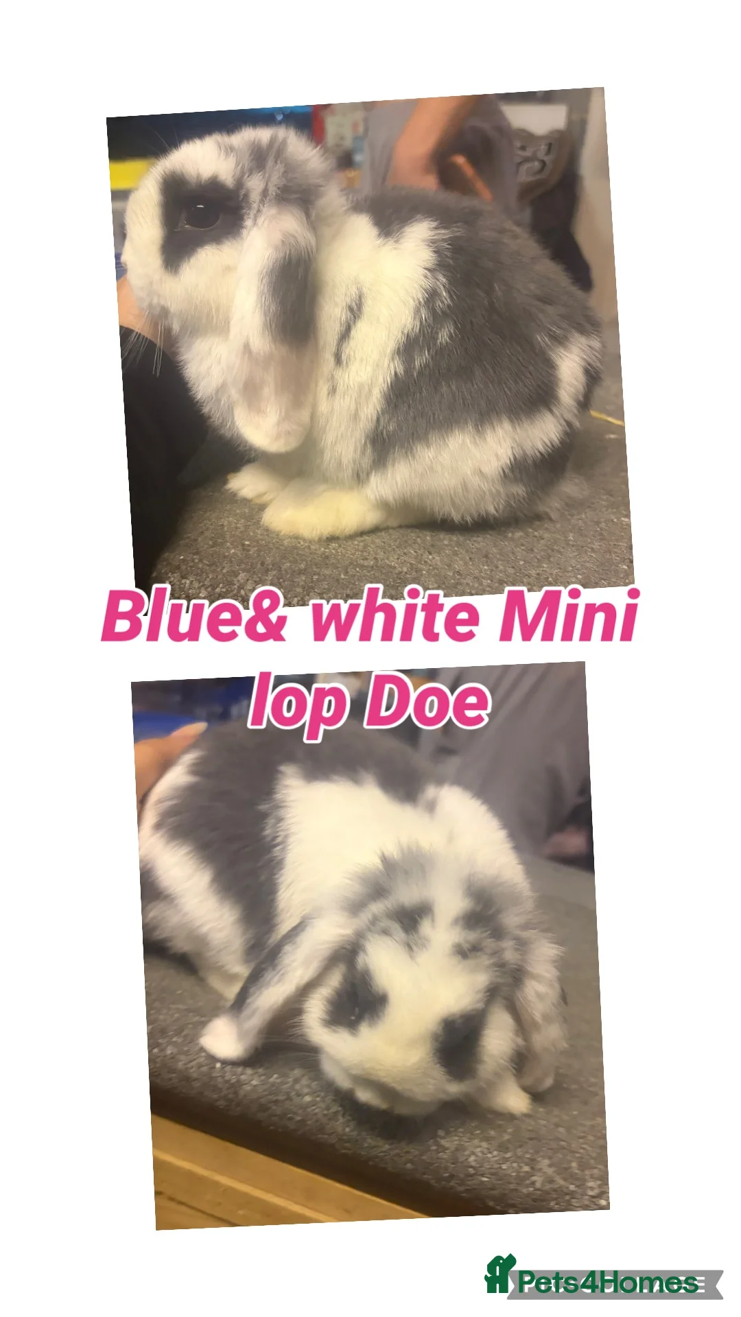 Mini Lop rabbits for sale: Blue & White Mini Lop Doe - Advert 1