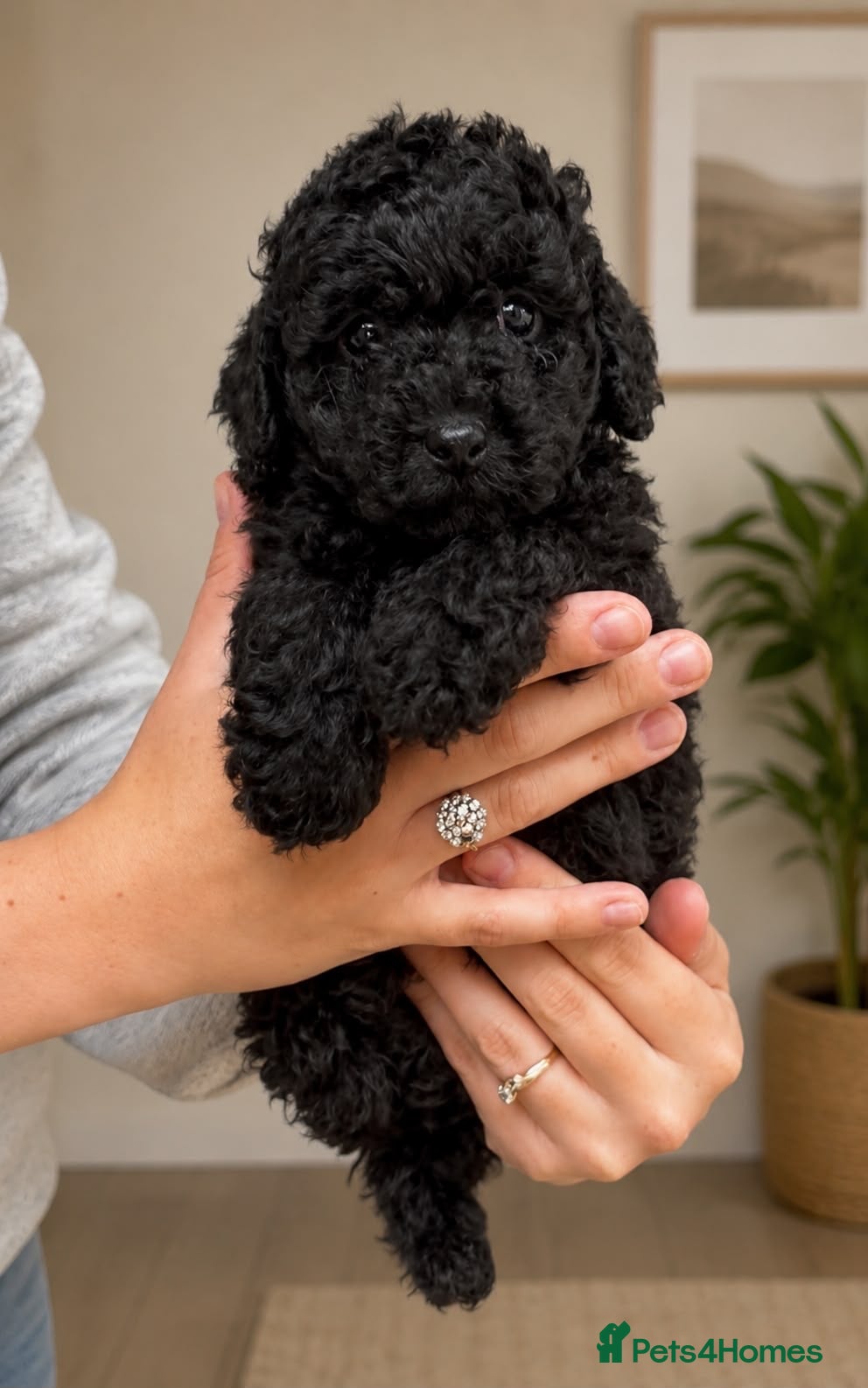 Maltipoo dogs Gorgeous maltipoo  - Advert 17