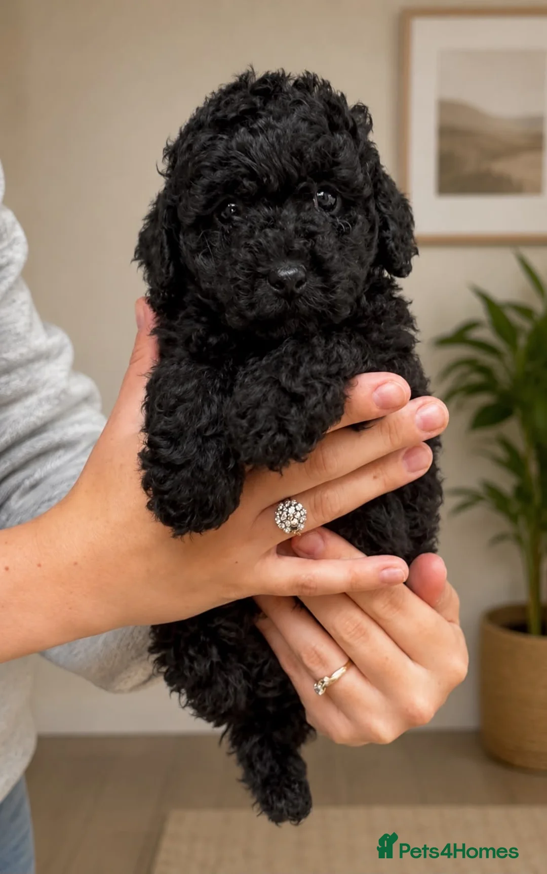 Maltipoo dogs for sale: Gorgeous maltipoo  - Advert 1