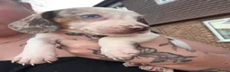 Dachshund dogs for sale: Stunning dachshund babies  - Advert 16