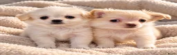 Chihuahua dogs for sale: Purebred Chihuahua Puppies – Not KC Registered - Advert 1