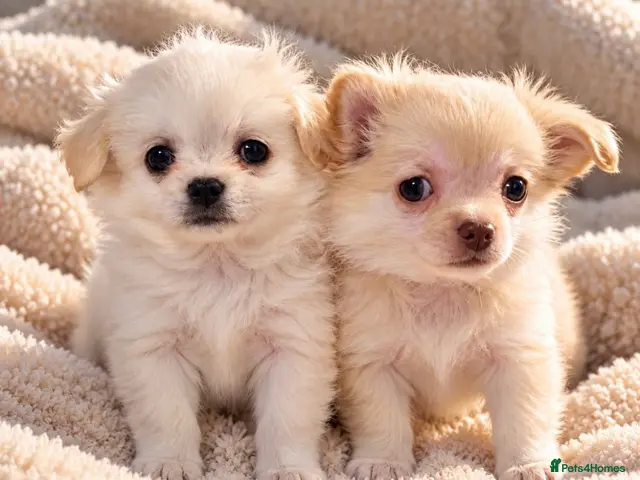 Chihuahua dogs for sale: Purebred Chihuahua Puppies – Not KC Registered - Advert 1