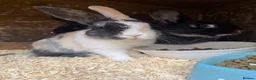 Mixed Breed rabbits for sale: Baby Bunnies for sale - SERIOUS ENQUIRIES ONLY in Nuneaton - Advert 5