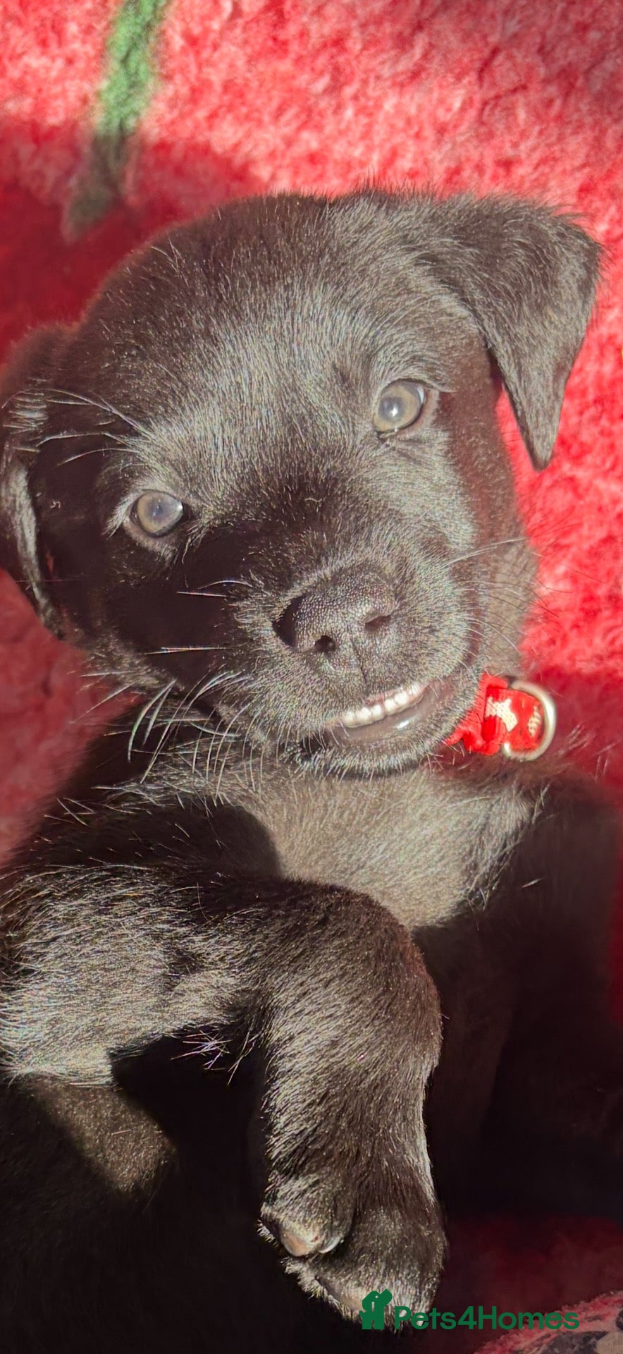 Labrador Retriever dogs Final 3 boys available 🐾 Pedigree KC Reg labs❤️ - Advert 4