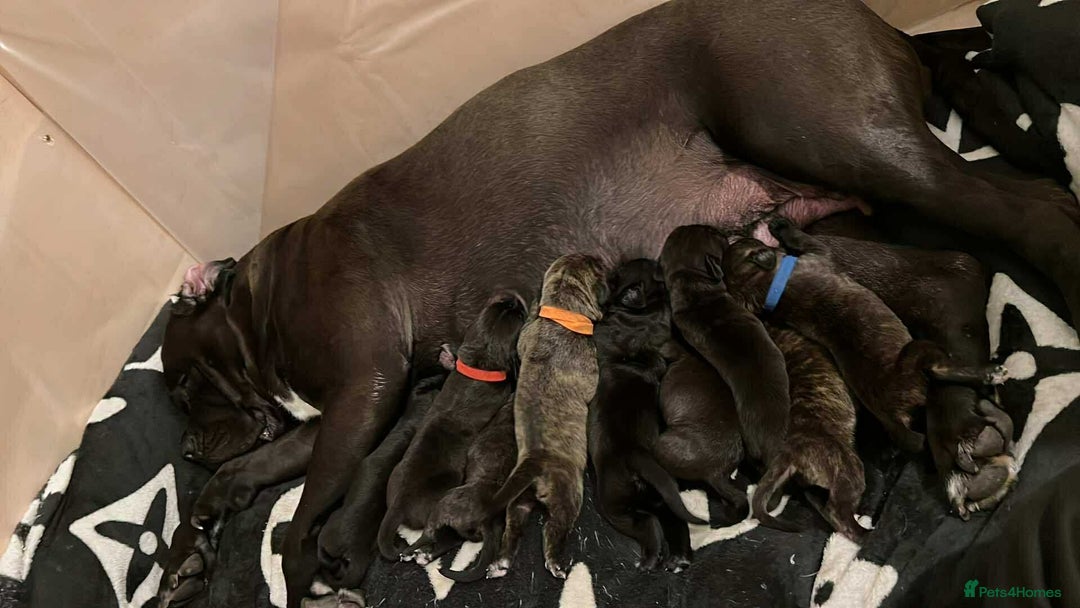 Cane Corso dogs for sale: Cane corso Russian champ bloodline puppies  - Advert 2