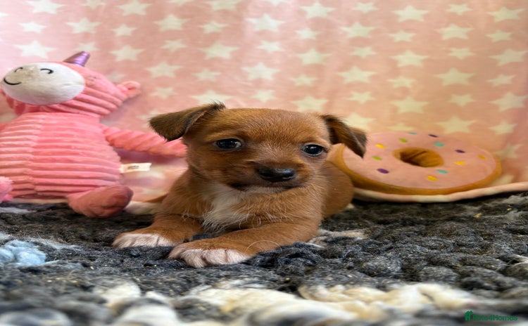 Mixed Breed dogs - Advert 1