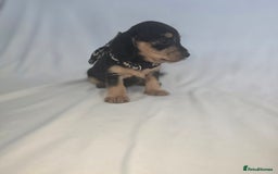 Doxiepoo dogs for sale: Adorable PRA clear daxipoos hypoallergenic  - Image 9