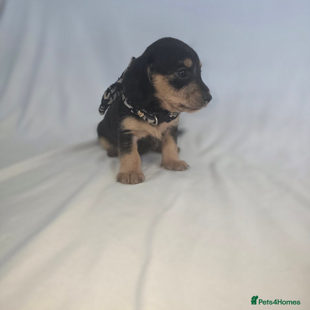 Doxiepoo dogs for sale: Adorable PRA clear daxipoos hypoallergenic  - Image 9