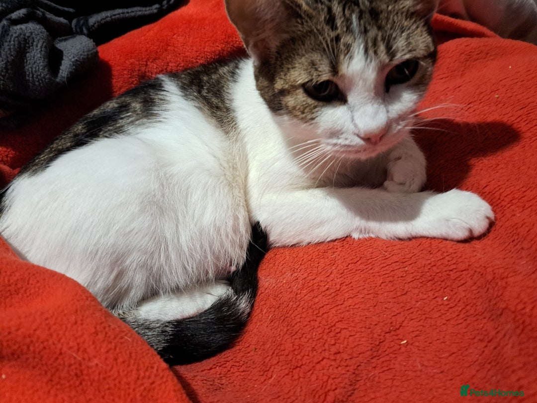 Mixed Breed cats for sale: 6 kittens  - Advert 3