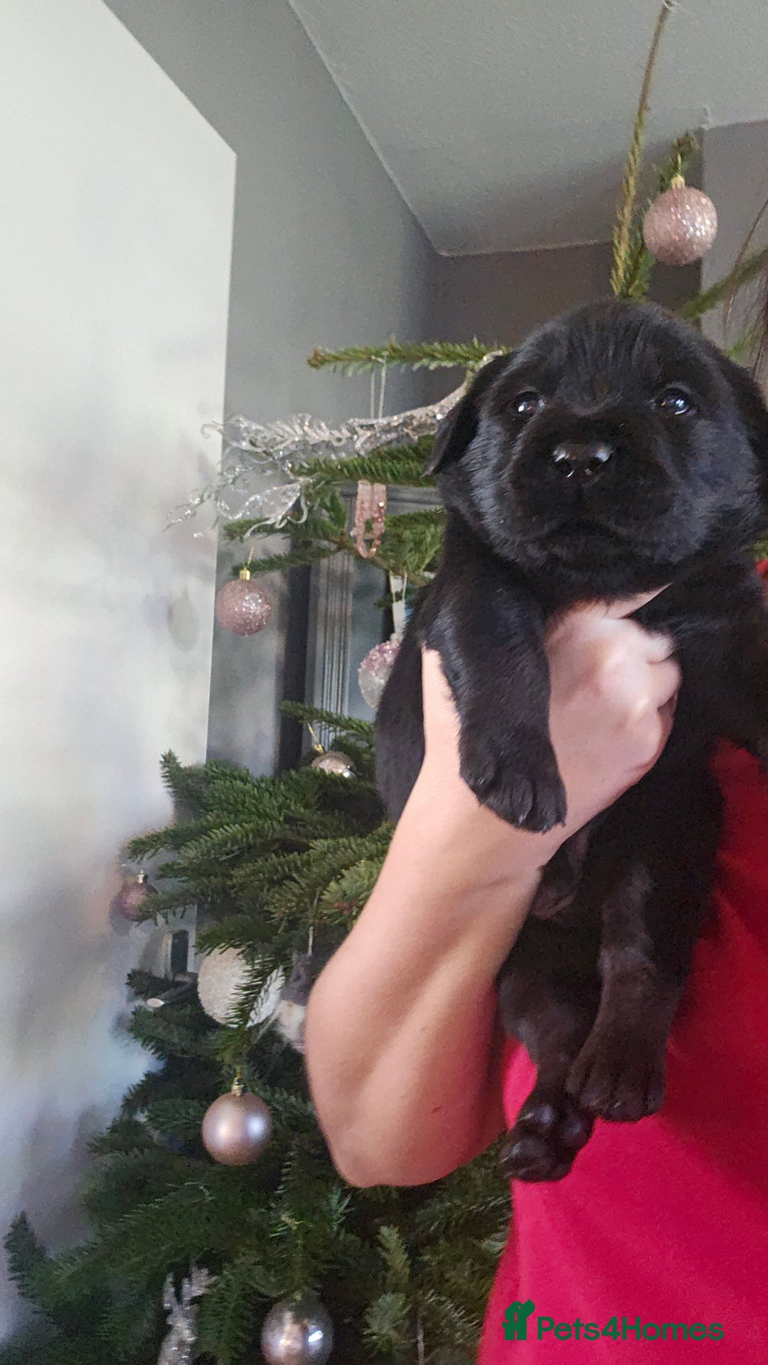 Labrador Retriever dogs for sale: Beautiful KC Show Line Labrador Puppys  - Advert 25