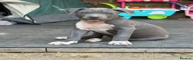 American Staffordshire  Terrier 5
