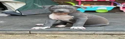 Staffordshire Bull Terrier dogs for sale: American Staffordshire terrier.ready to leave!!!  - Advert 23