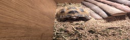 Tortoise reptiles for sale: Timmy the tortoise  - Advert 2