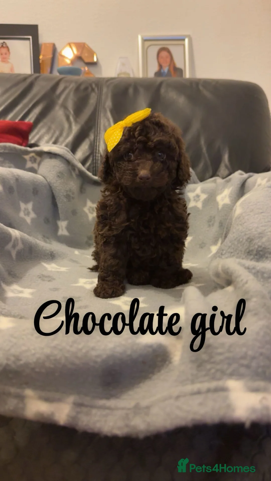 Toy Poodle dogs for sale: Show toy poodles  - Advert 1