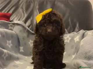 Toy Poodle dogs Show toy poodles - Advert 1