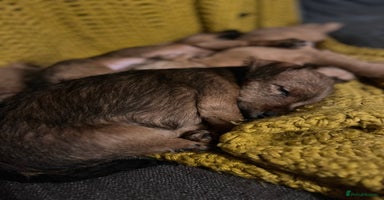 Lakeland Terrier dogs - Advert 3