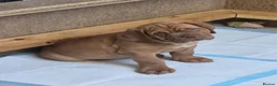 Dogue De Bordeaux dogs for sale: Dogue de Bordeaux puppies - Advert 2