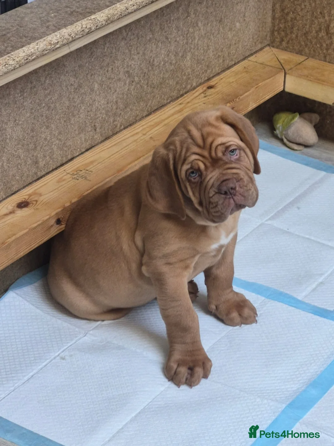 Dogue De Bordeaux dogs for sale: Dogue de Bordeaux puppies - Advert 2