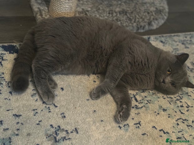 British Shorthair cats Pure BSH for Stud CCTV in Bradford - Advert 14