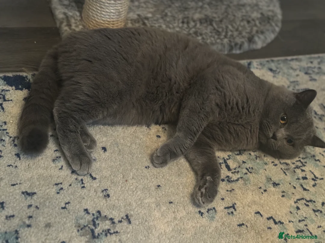 British Shorthair cats for stud: Pure BSH for Stud CCTV in Bradford - Advert 1