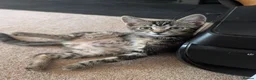 Domestic Shorthair cats for sale: Two male Tabby's - Advert 3