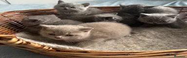 British Shorthair Kitten 5