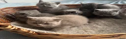 British Shorthair cats for sale: British Shorthair GCCF-registered Kittens  - Advert 7