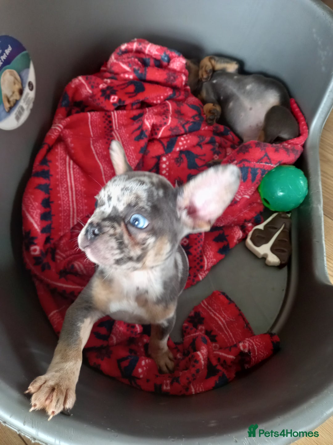 French Bulldog dogs for sale: French bulldog puppies - Image 5