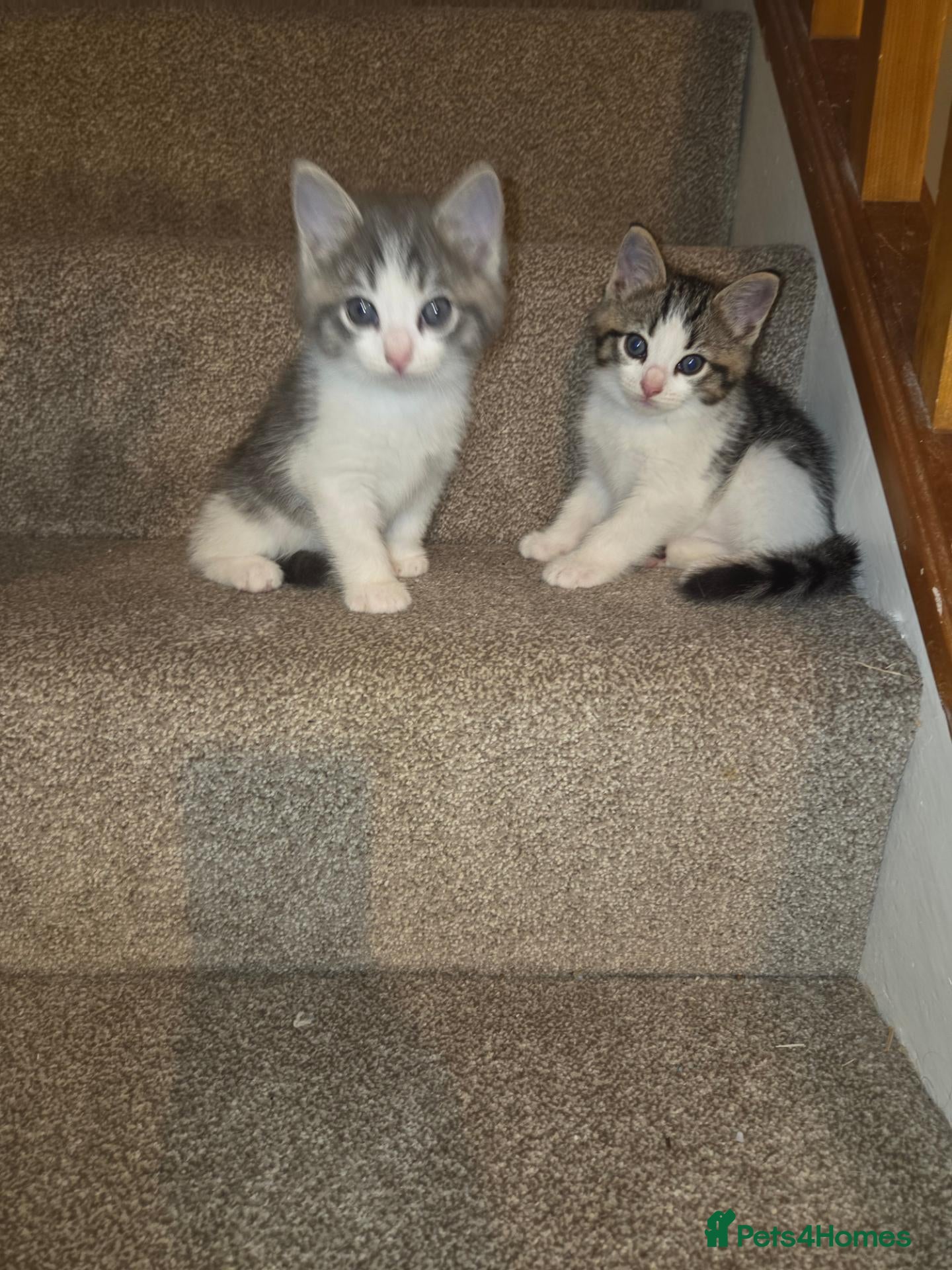 Mixed Breed cats Ragdoll cross maincoon kittens  - Advert 3