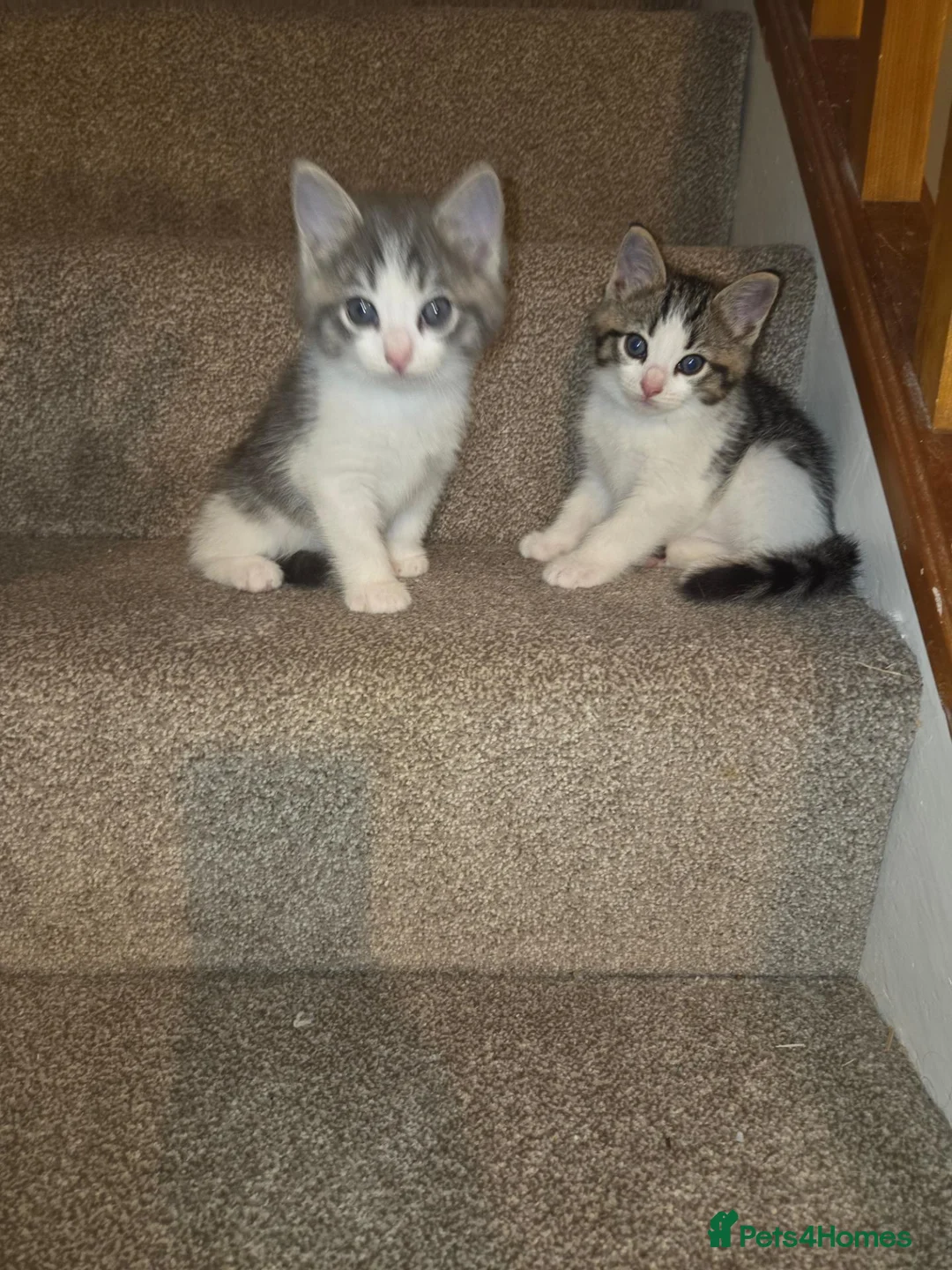 Mixed Breed cats for sale: Ragdoll cross maincoon kittens  - Advert 1