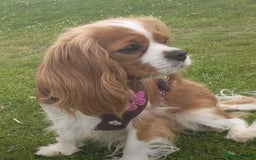 Cavalier King Charles Spaniel dogs for sale: Milly and Blossom - Image 1
