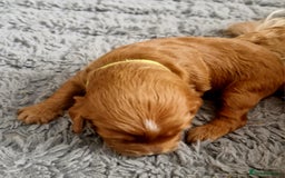 Mixed Breed dogs for sale: Cavapoo/cockapoo, ready September £1250. Cardiff - Image 18